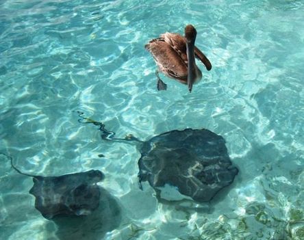 Ráják és pelikán - Karib-tenger - Belize