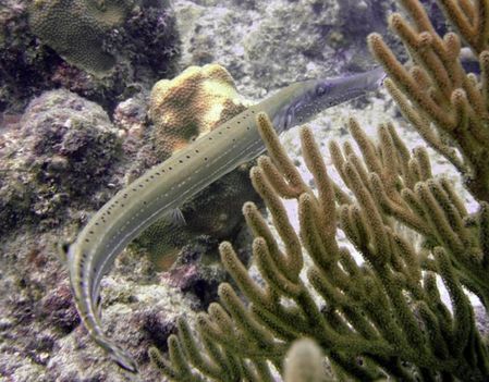 Trombita hal - Dominikai Közt
