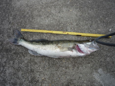 Horgász022