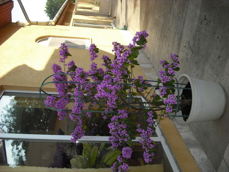 bugenvillea