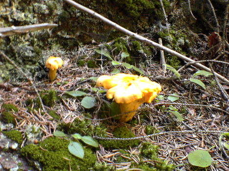 DSC00078