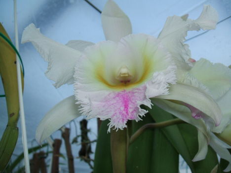 DSCF0045 cattleya