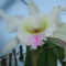 DSCF0045 cattleya