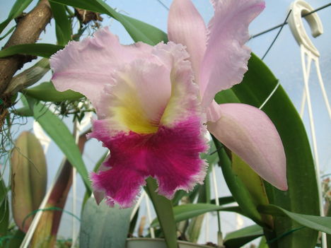 DSCF0092 cattleya