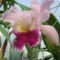 DSCF0092 cattleya