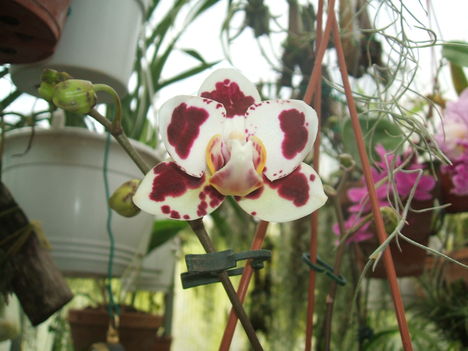 DSCF0204 Lepkeorchidea