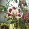 DSCF0204 Lepkeorchidea