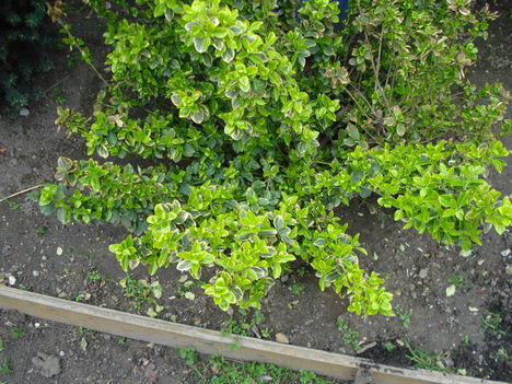 Kép 085