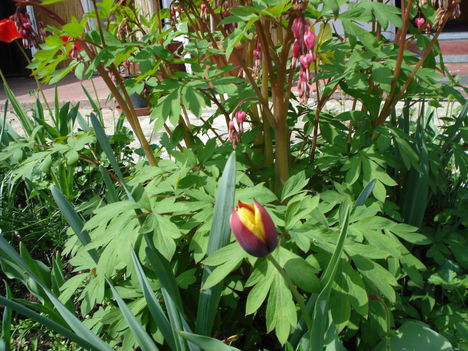 Kép 096