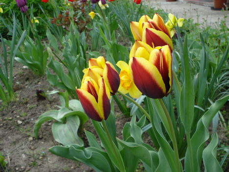 Kép 125