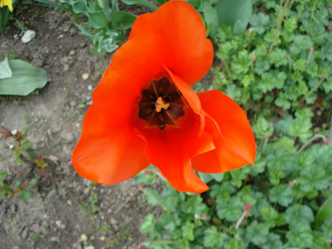 Kép 126