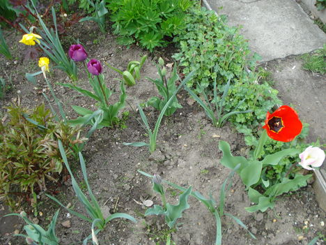 Kép 131