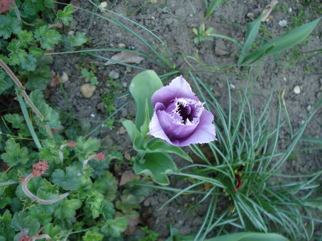 Kép 135