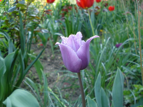 Kép 136