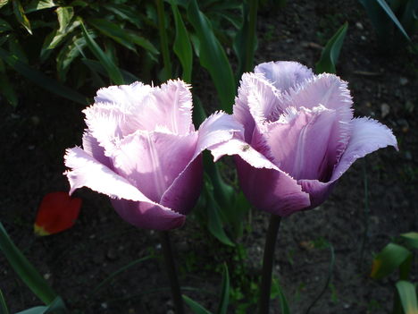 Kép 139