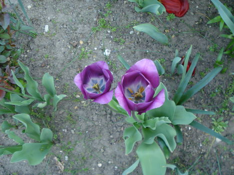 Kép 153