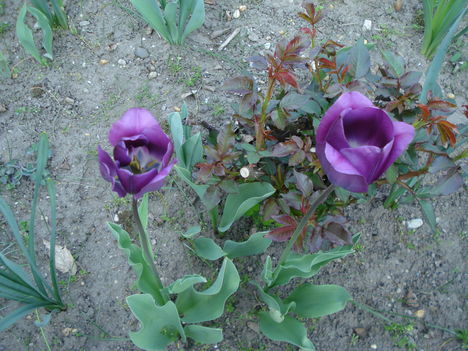 Kép 154