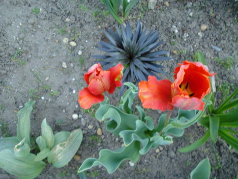 Kép 155