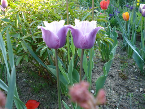 Kép 158