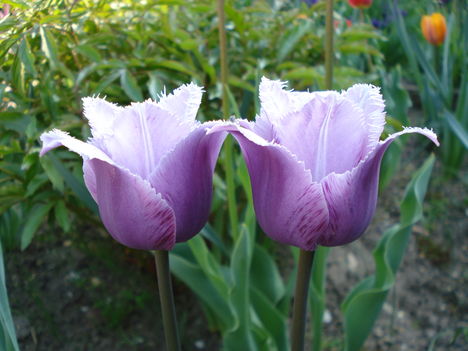 Kép 159