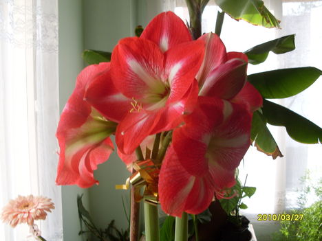 Kép amarilis virágom 084