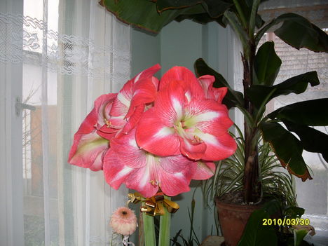 Kép amarilis virágom 093