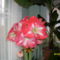 Kép amarilis virágom 093