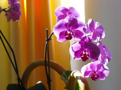 orchidea