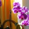orchidea