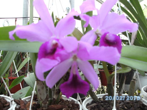 orchideák 001 cattleya