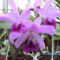 orchideák 001 cattleya