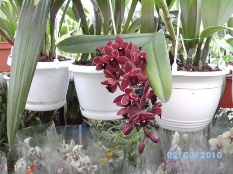 orchideák 009 cybidium