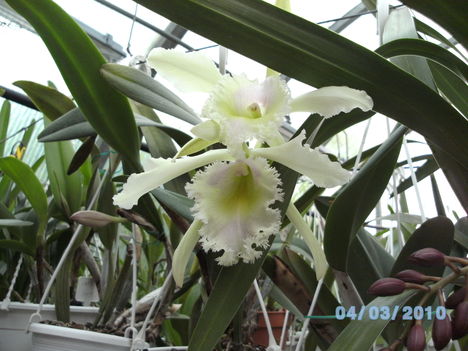 orchideák 014 cattleya