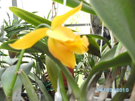 orchideák 015