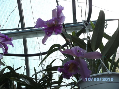 orchideák 020 cattleya