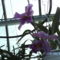 orchideák 020 cattleya