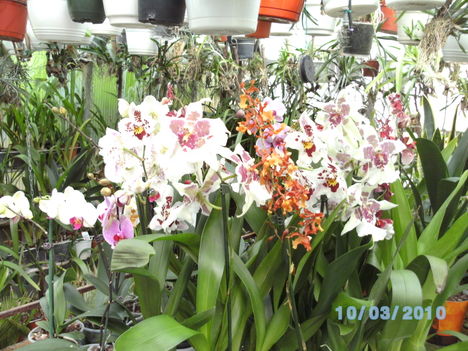 orchideák 023 oncidium