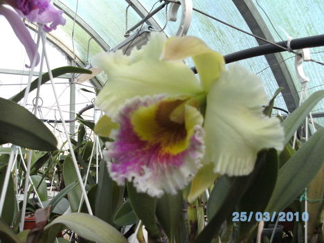 orchideák 027