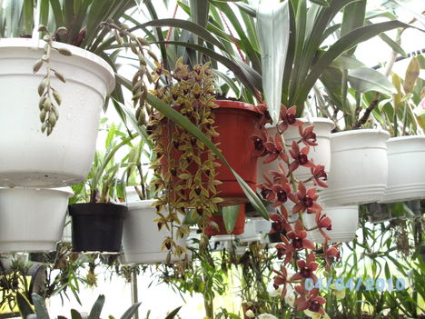 orchideák 031 cymbidium
