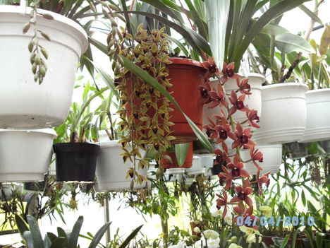 orchideák 032 cymbidium
