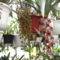 orchideák 032 cymbidium