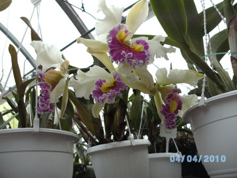 orchideák 033 cattleya