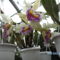 orchideák 033 cattleya