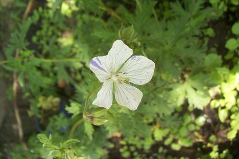 geranium - golyaorr