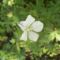 geranium - golyaorr