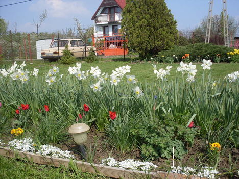 fehér nárcisz piros tulipán