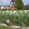 fehér nárcisz piros tulipán