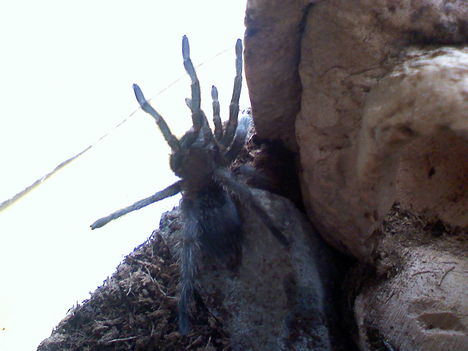 Grammostola Pulchra 0.1.0