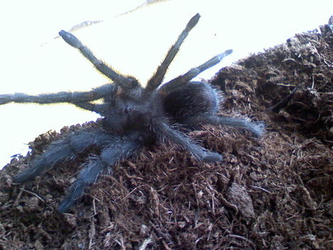 Grammostola Pulchra 0.1.0