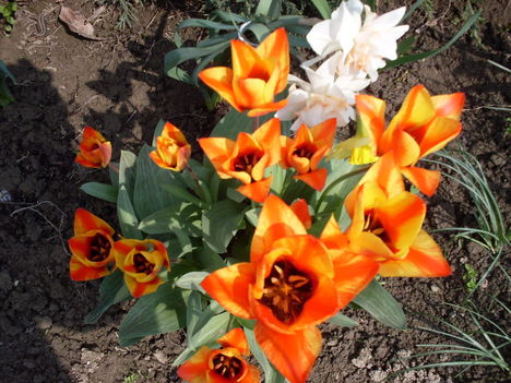 narancs tulipán